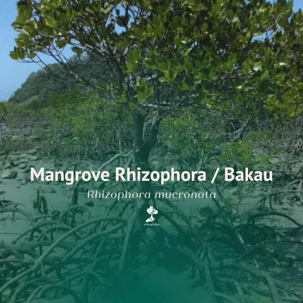 Bakau Hitam (Rhizophora mucronata)